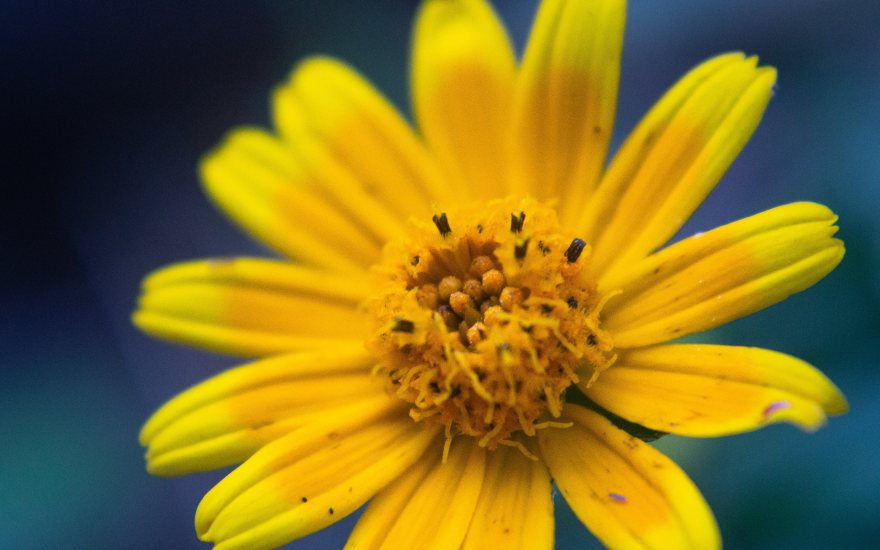 arnica