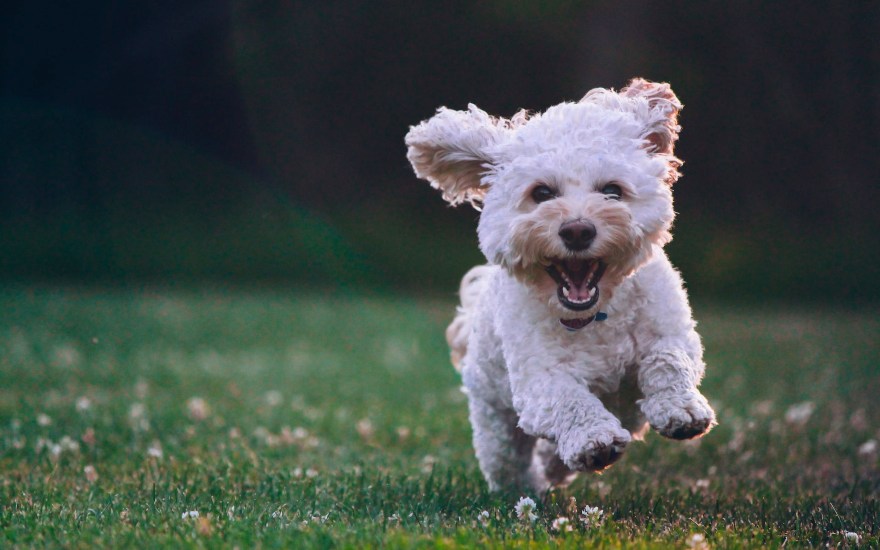rinforzare articolazioni cane